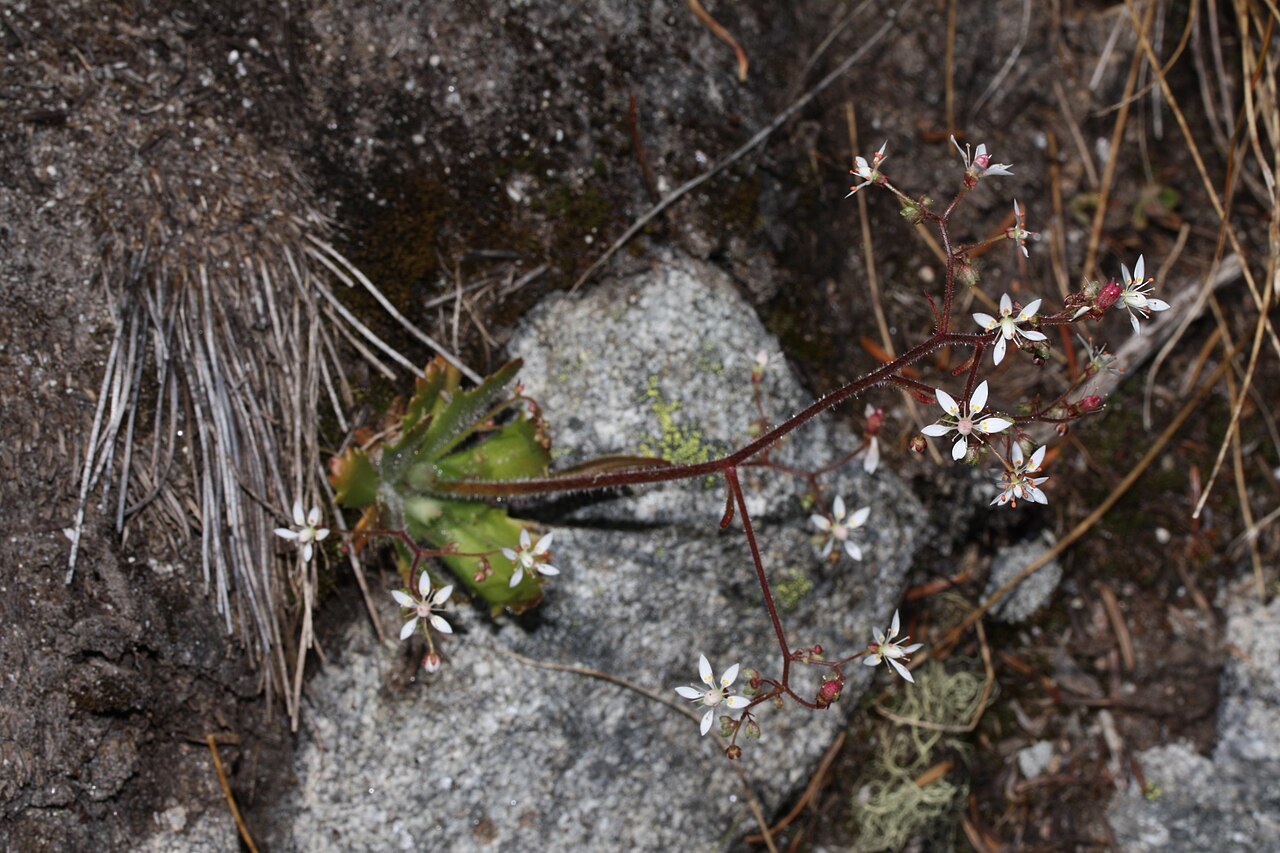 Russethair saxifrage: Rusty Saxifrage, Alaska Saxifrage