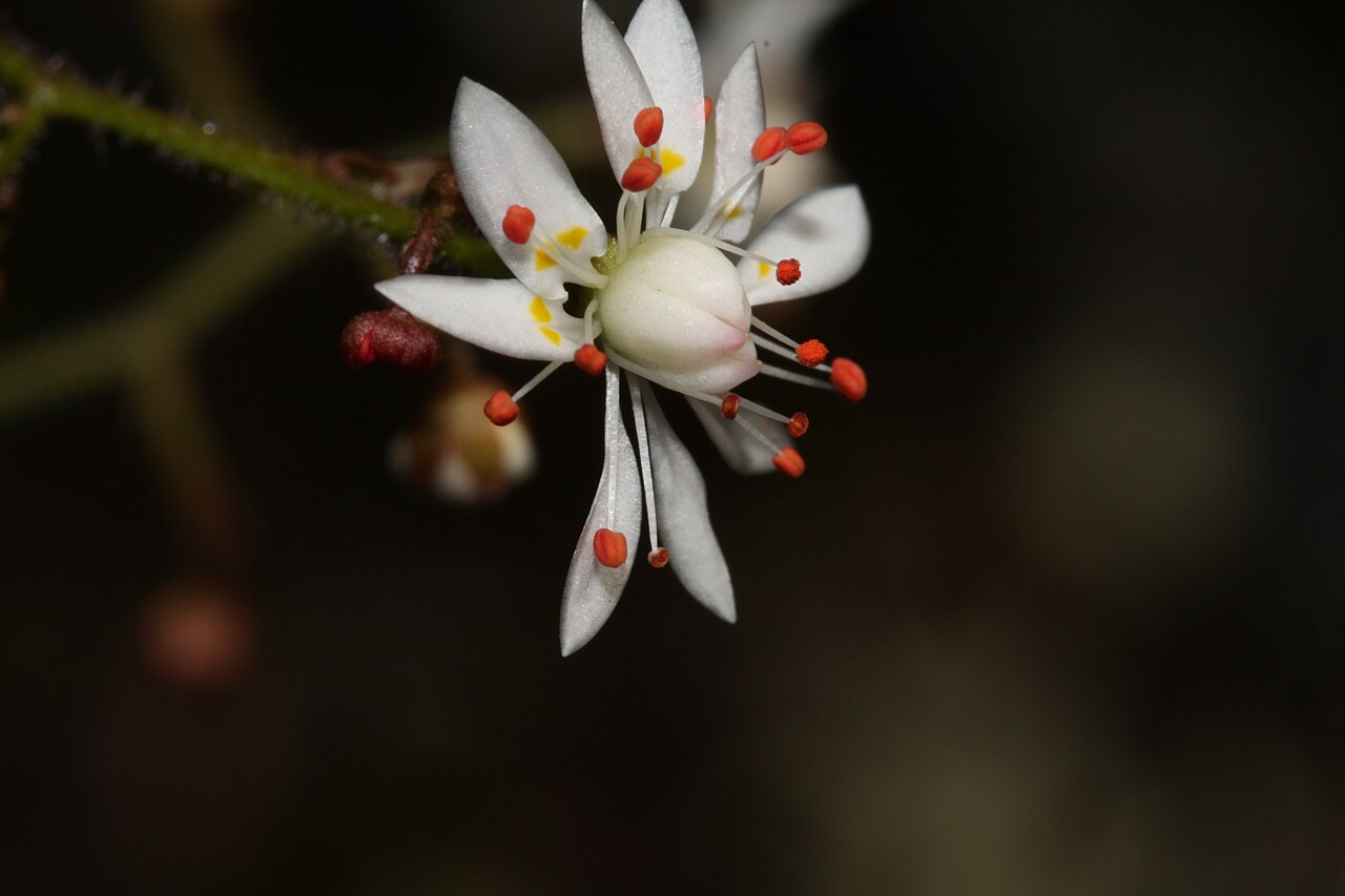 Russethair saxifrage: Rusty Saxifrage, Alaska Saxifrage