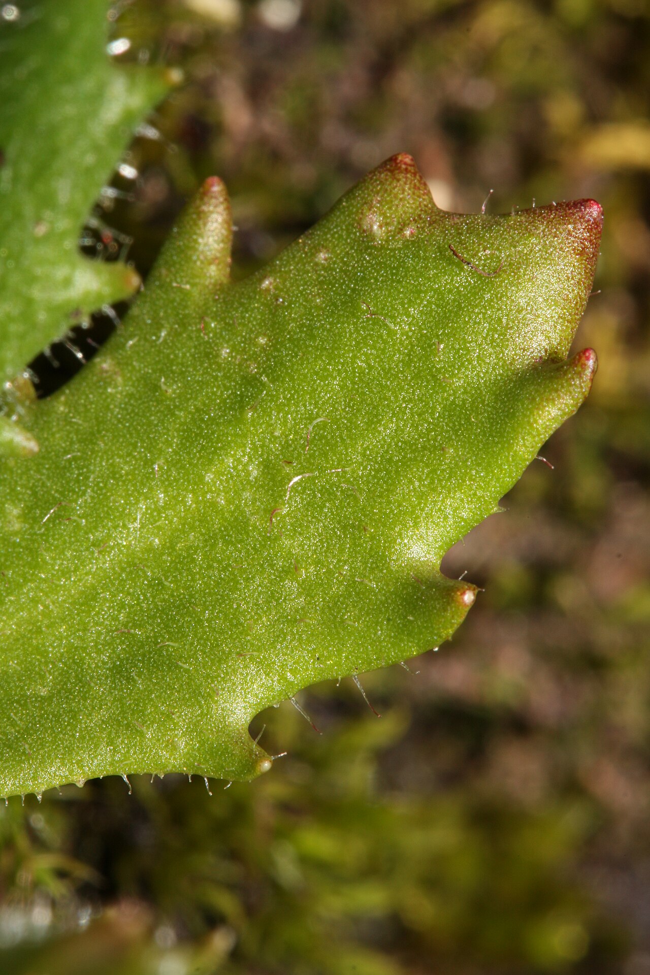 Russethair saxifrage: Rusty Saxifrage, Alaska Saxifrage