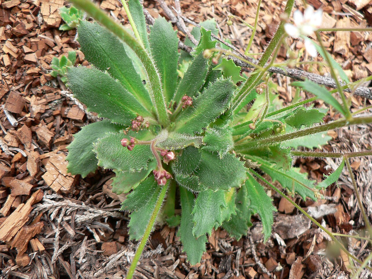 Russethair saxifrage: Russethair Saxifrage, Rusty Saxifrage