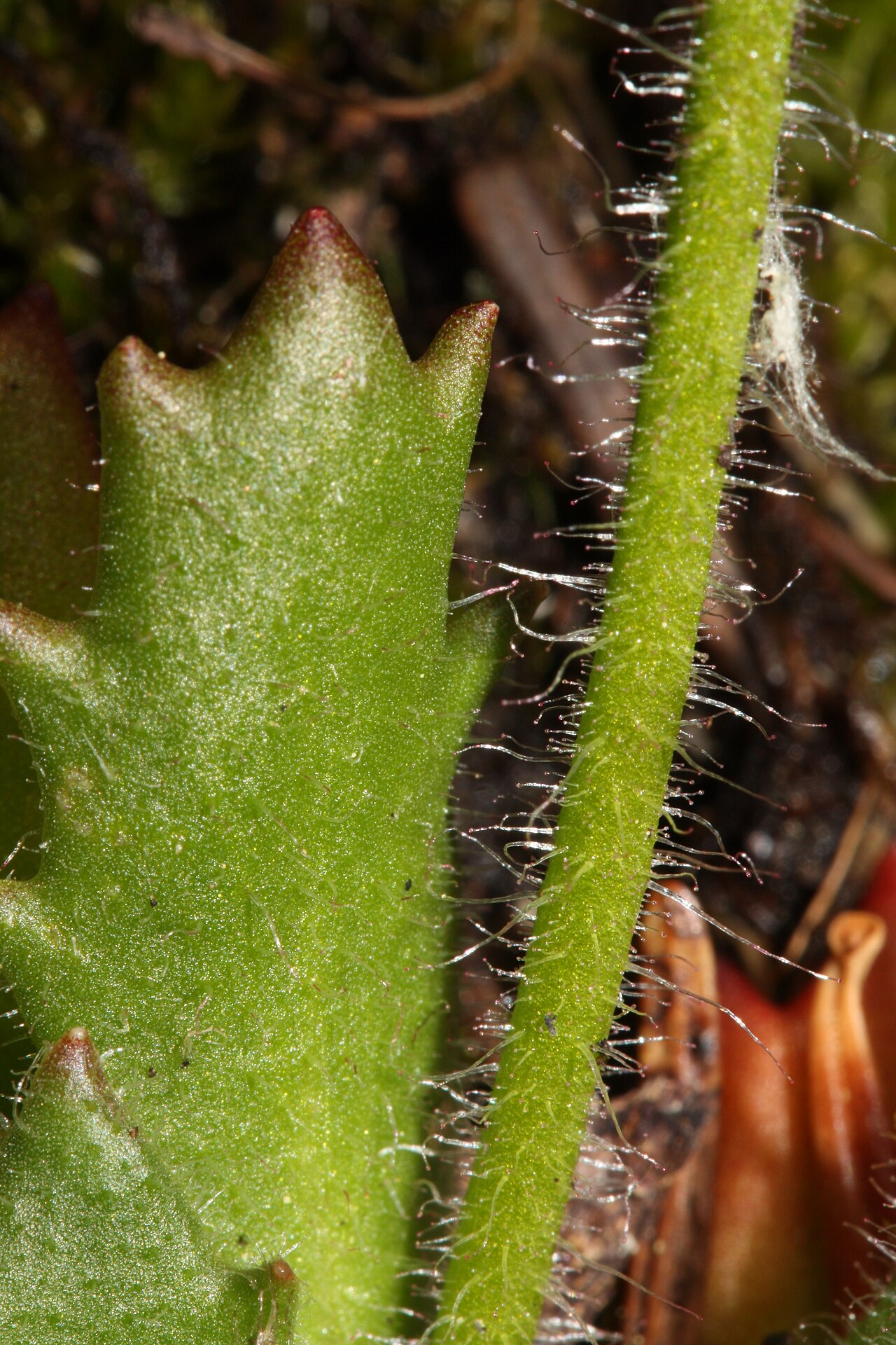 Russethair saxifrage: Rusty Saxifrage, Alaska Saxifrage