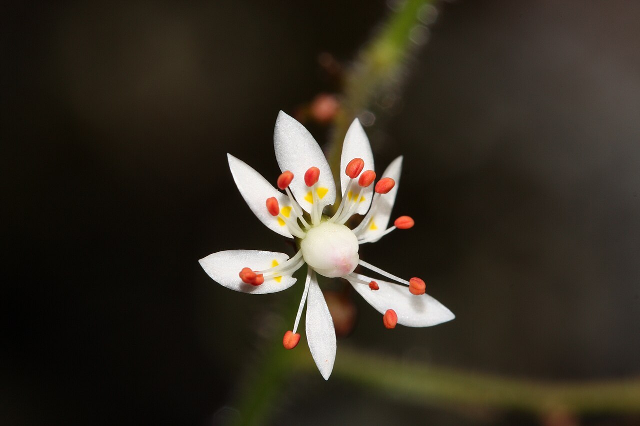 Russethair saxifrage: Rusty Saxifrage, Alaska Saxifrage