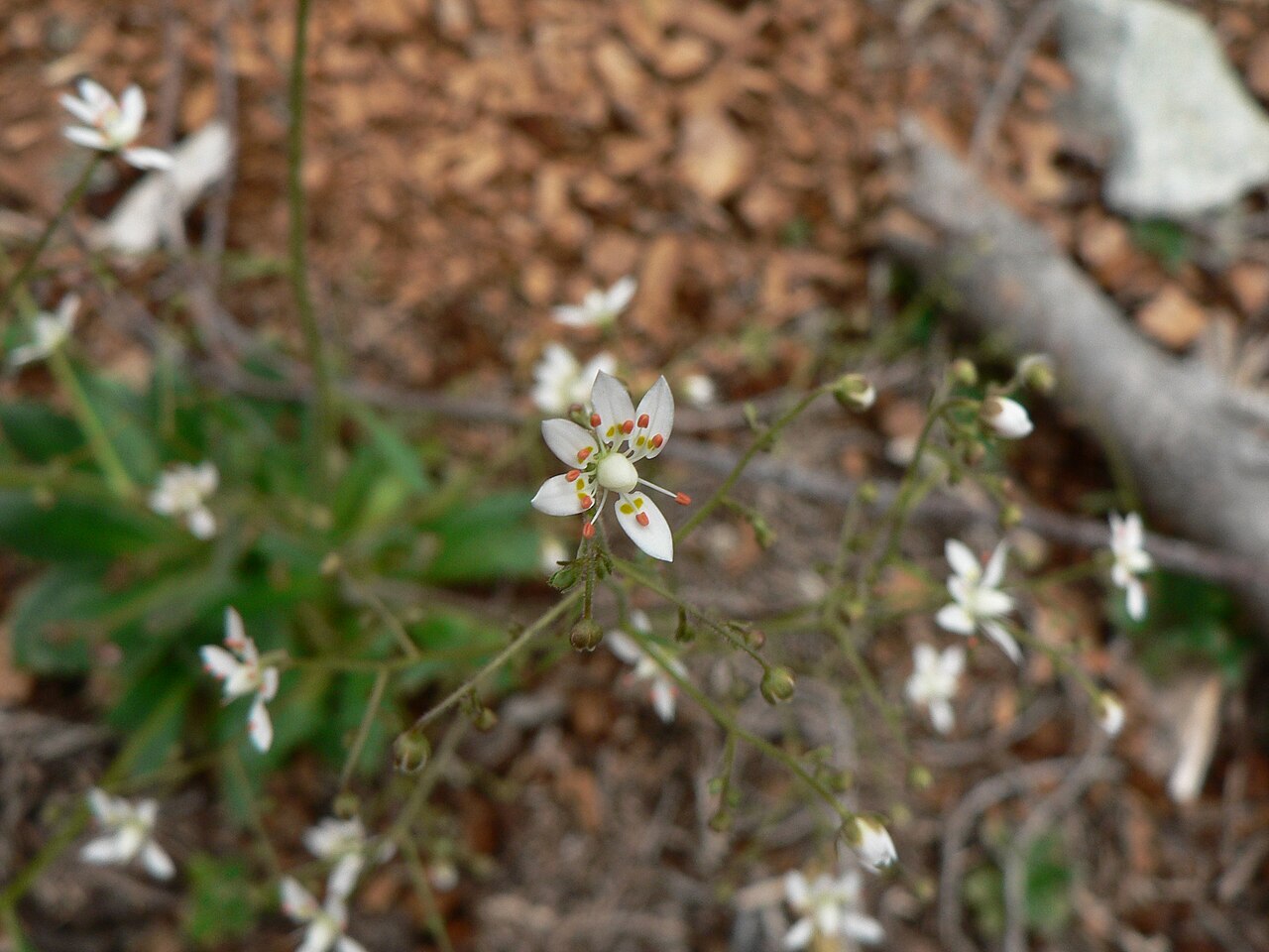 Russethair saxifrage: Russethair Saxifrage, Rusty Saxifrage