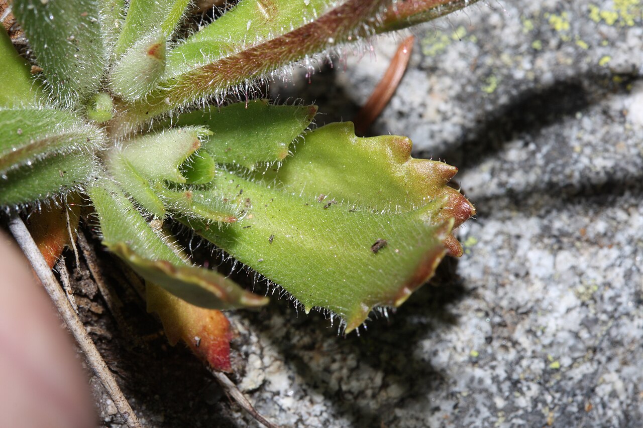Russethair saxifrage: Rusty Saxifrage, Alaska Saxifrage