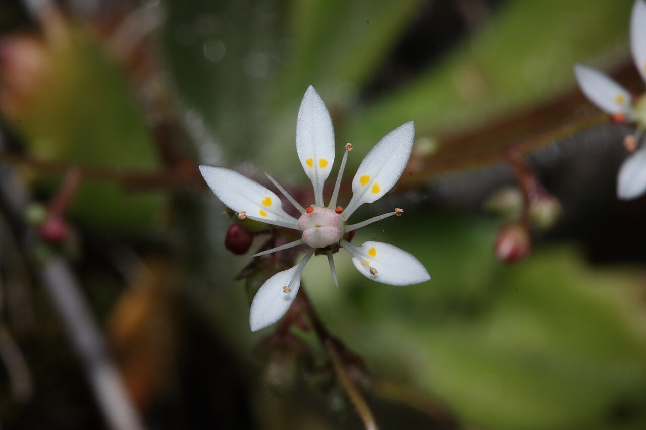 Russethair saxifrage: Rusty Saxifrage, Alaska Saxifrage