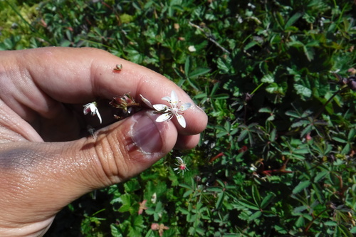 Leafystem saxifrage (Micranthes foliolosa)