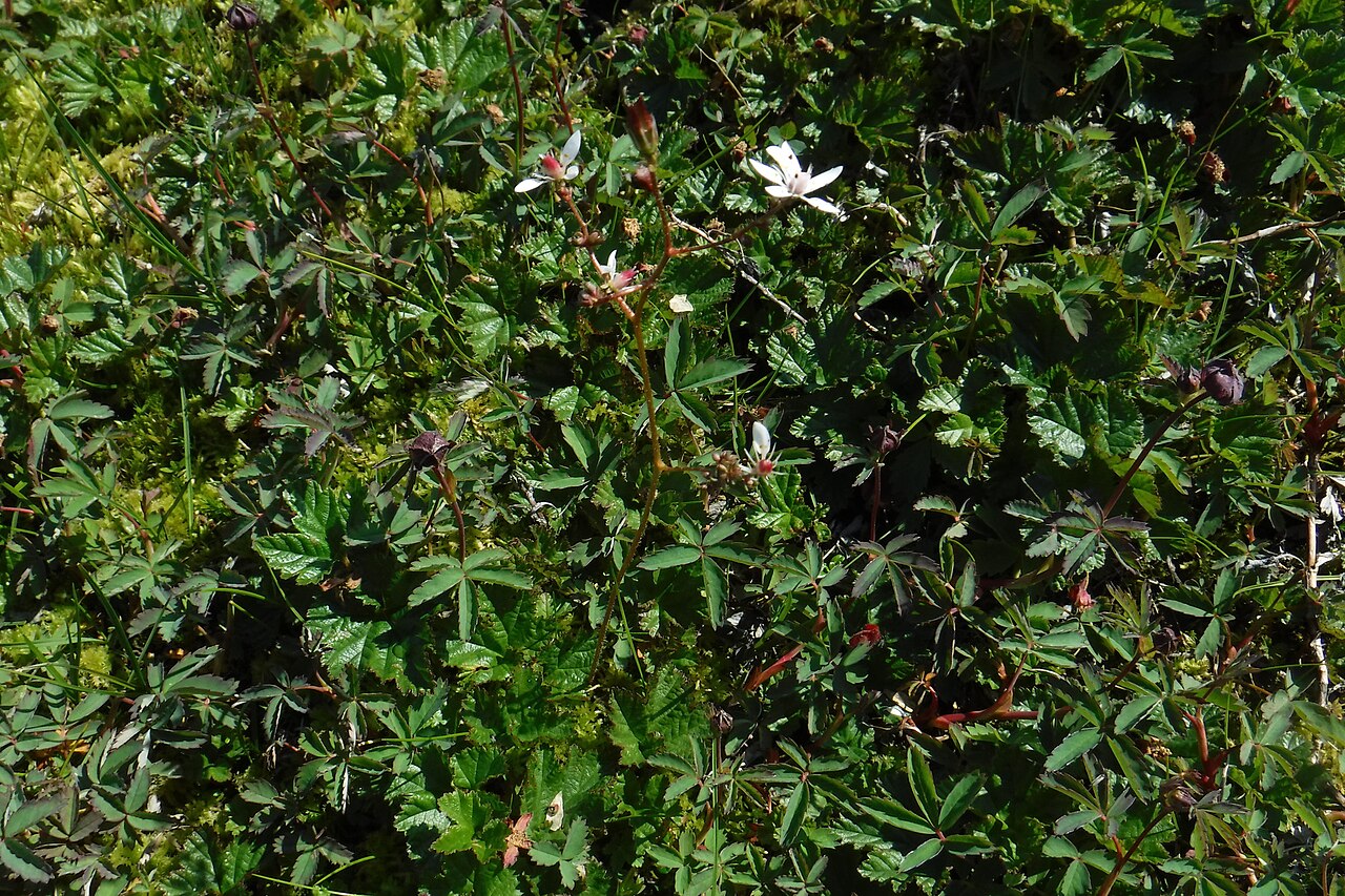 Leafystem saxifrage: Leafy Saxifrage