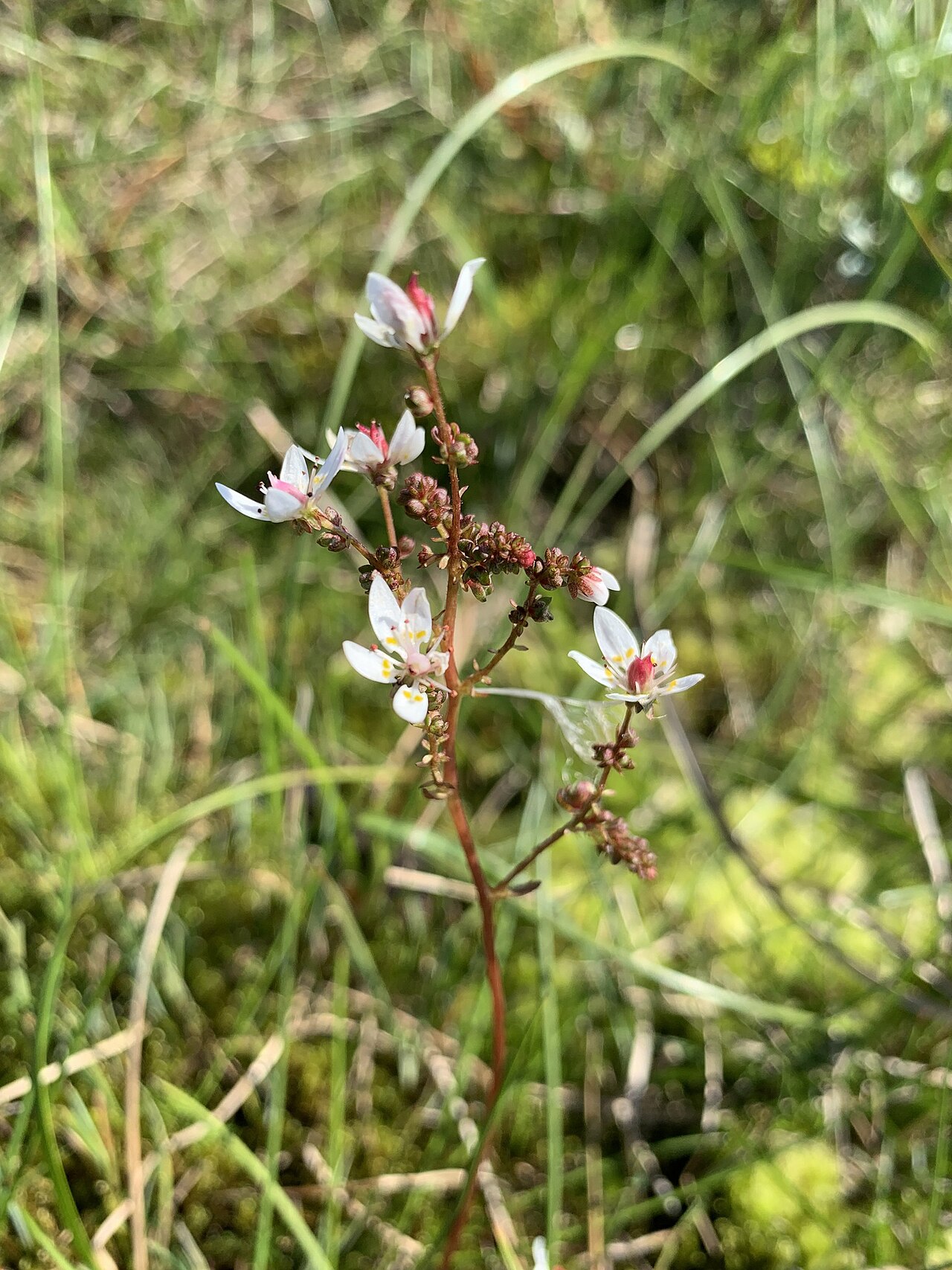 Leafystem saxifrage: Leafy Saxifrage
