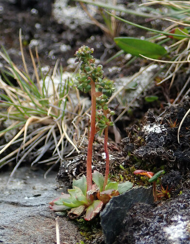 Leafystem saxifrage (Micranthes foliolosa)