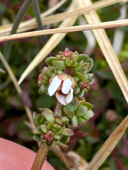 Leafystem saxifrage (Micranthes foliolosa)