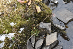 Leafystem saxifrage (Micranthes foliolosa)