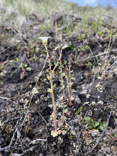 Leafystem saxifrage (Micranthes foliolosa)