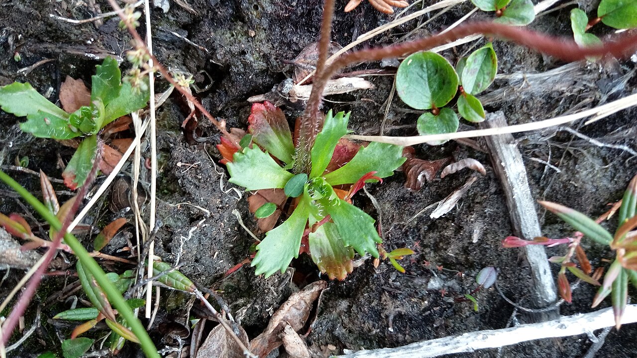 Leafystem saxifrage: Leafy Saxifrage