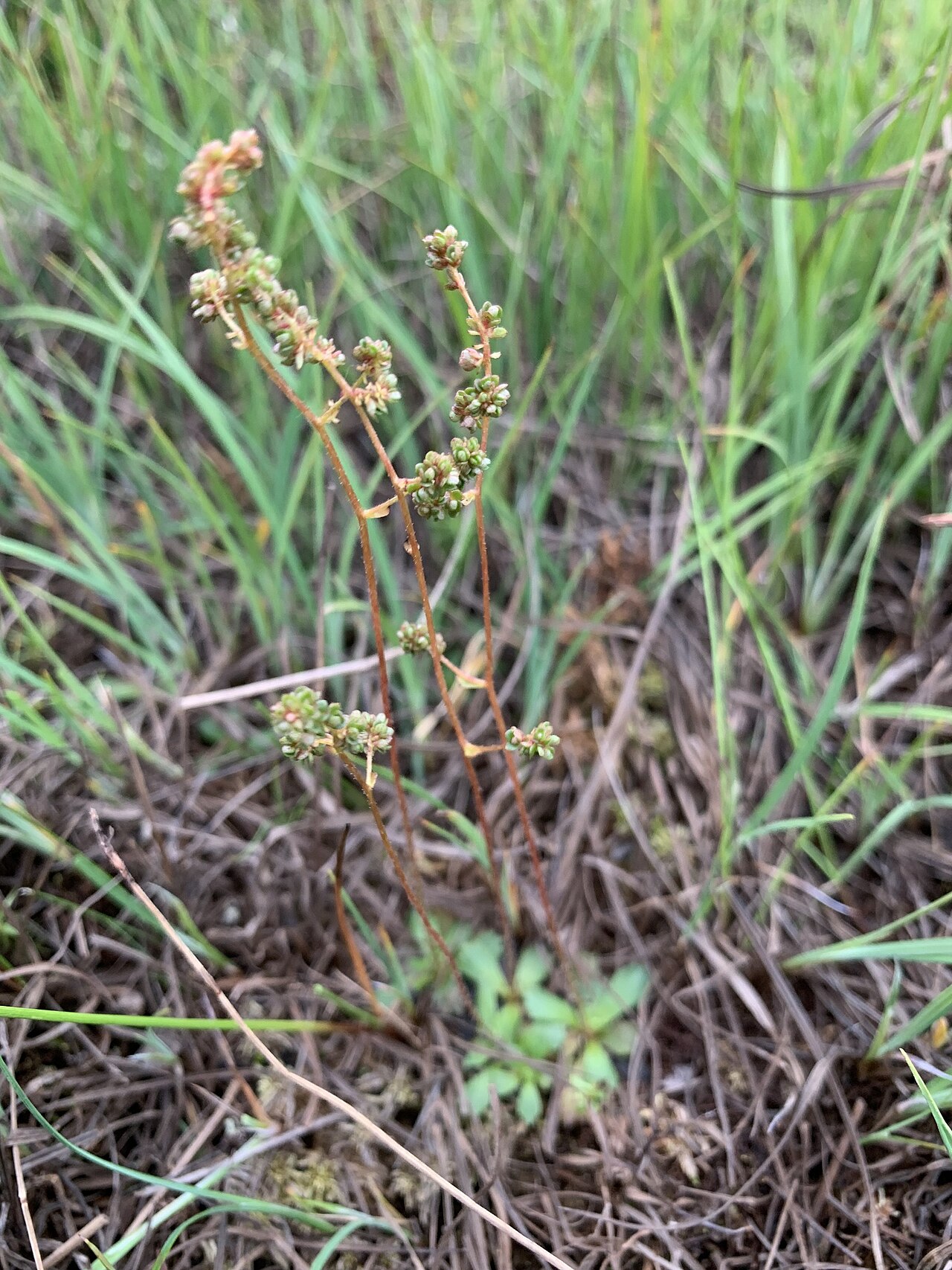 Leafystem saxifrage: Leafy Saxifrage