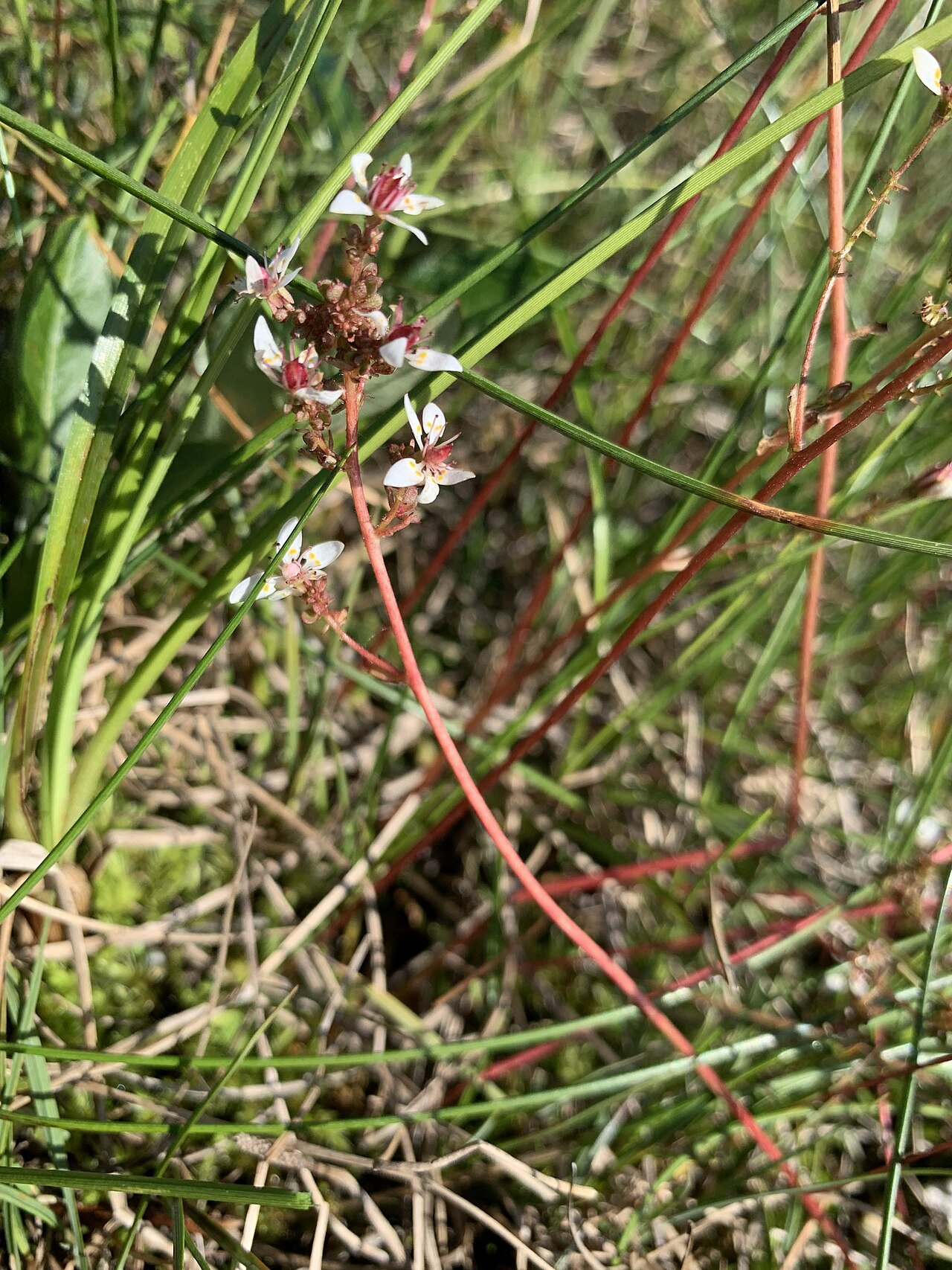Leafystem saxifrage: Leafy Saxifrage