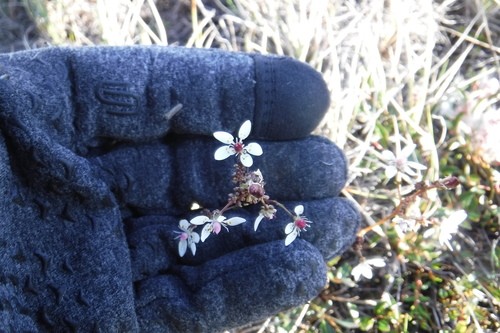Leafystem saxifrage (Micranthes foliolosa)