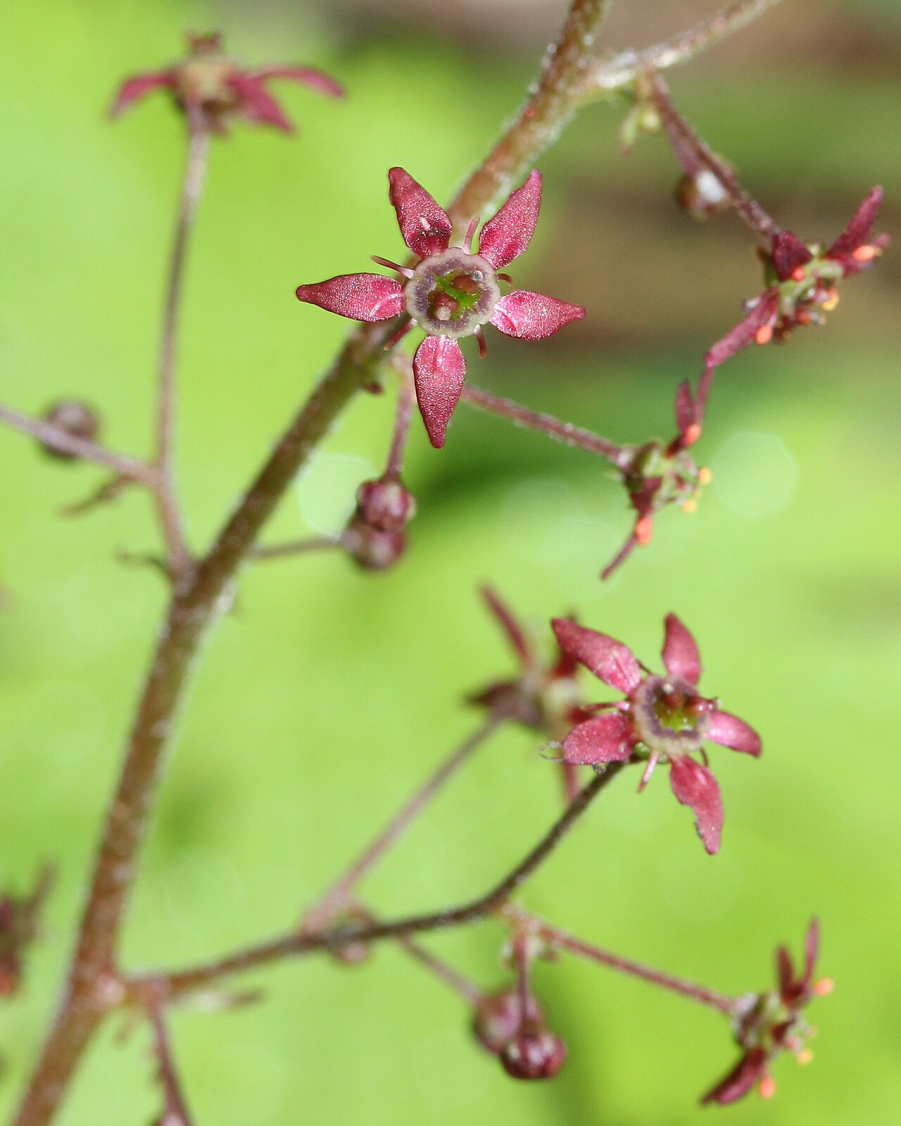 Micranthes fusca: Flower of Micranthes fusca var. kikubuki , in Mount Kisokoma , Kiso, Nagano prefecture , Japan .