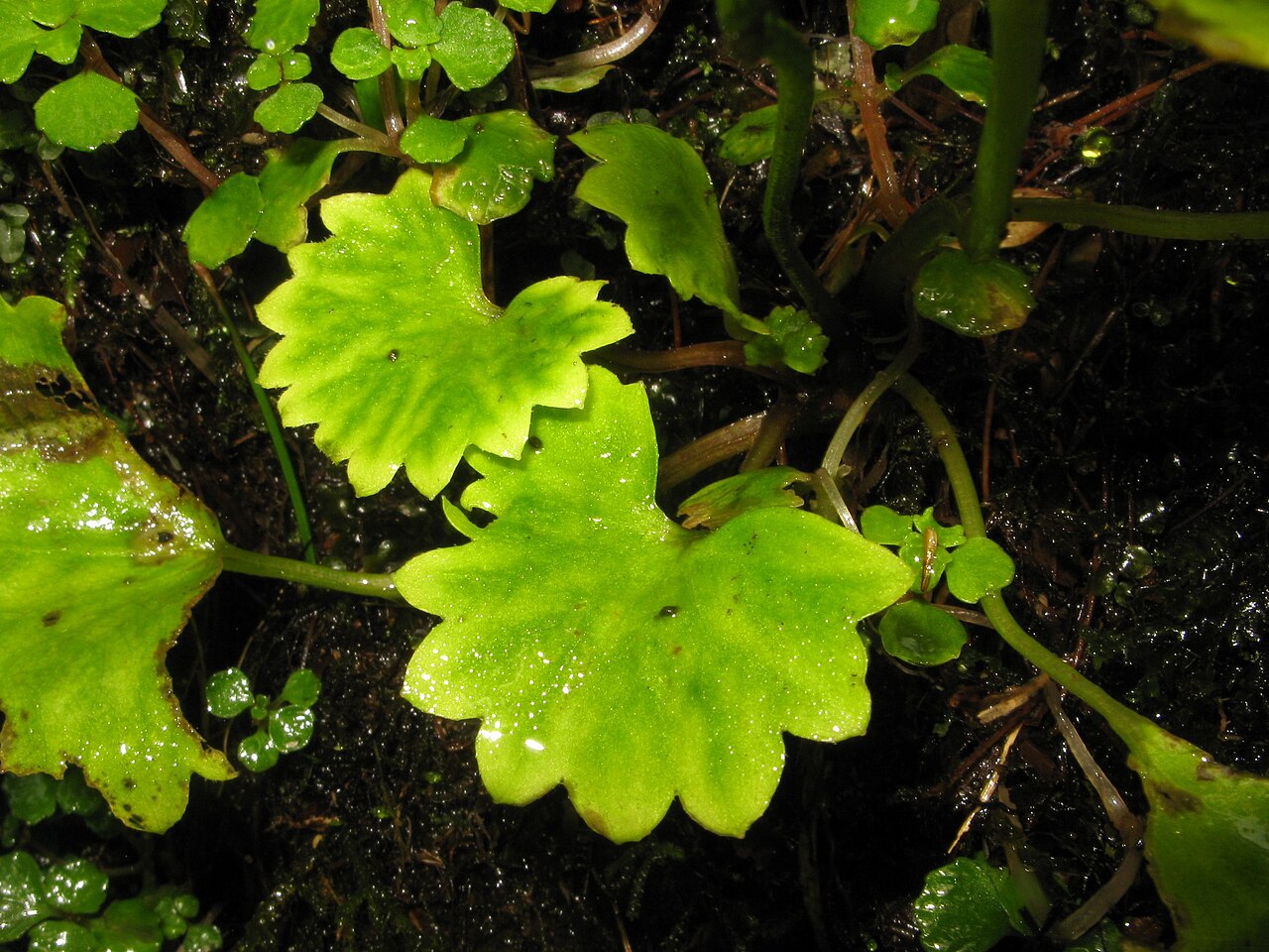 Micranthes fusca: Micranthes fusca var. kikubuki , Mount Nishi-Azuma, Fukushima pref., Japan