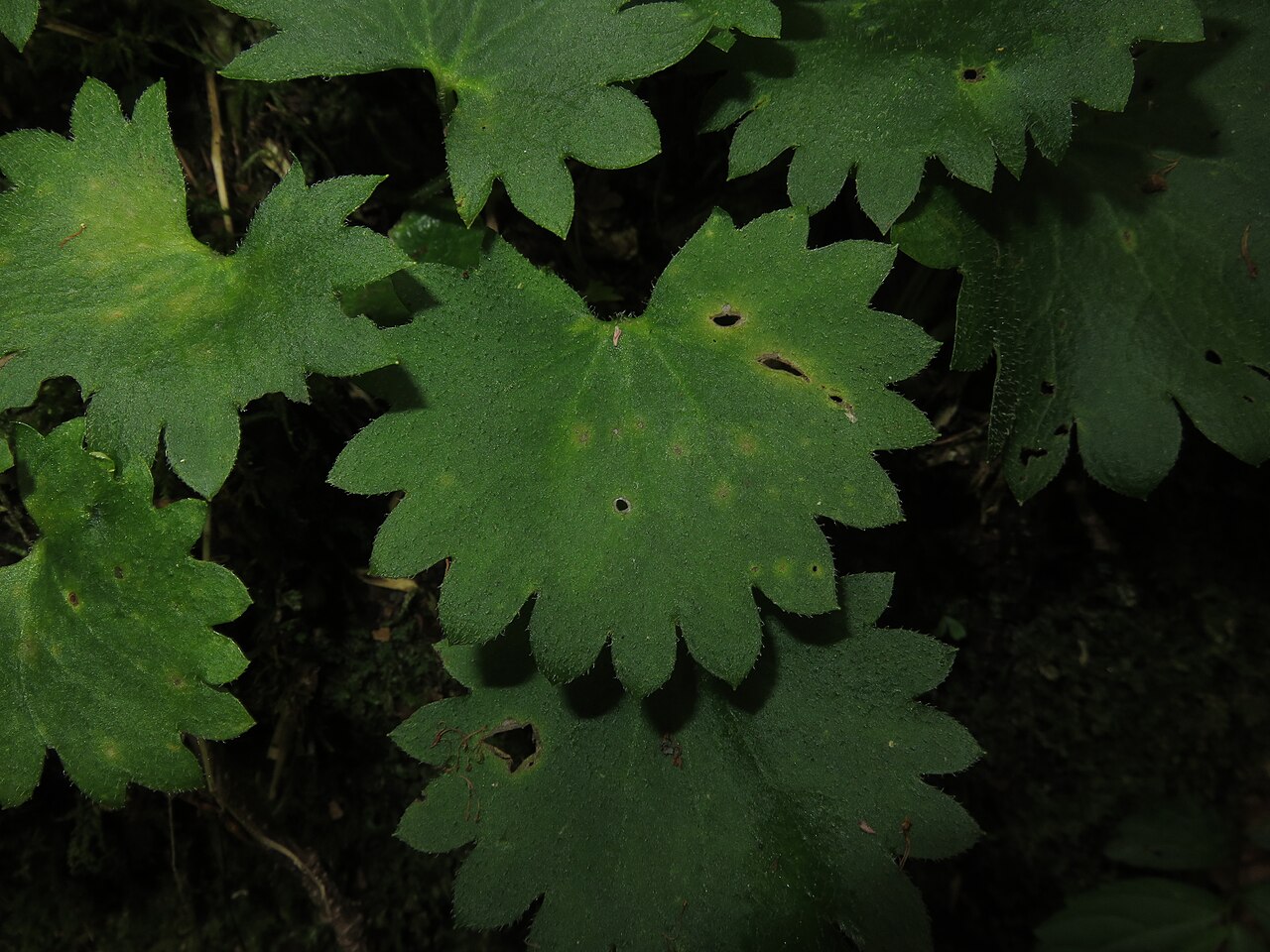 Micranthes fusca: Micranthes fusca var. kikubuki , Mount Tashiro, Fukushima pref., Japan
