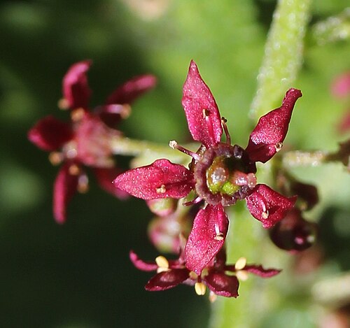 Micranthes fusca: Flower of Micranthes fusca var. kikubuki , in Mount Haku , Hakusan, Ishikawa prefecture , Japan .