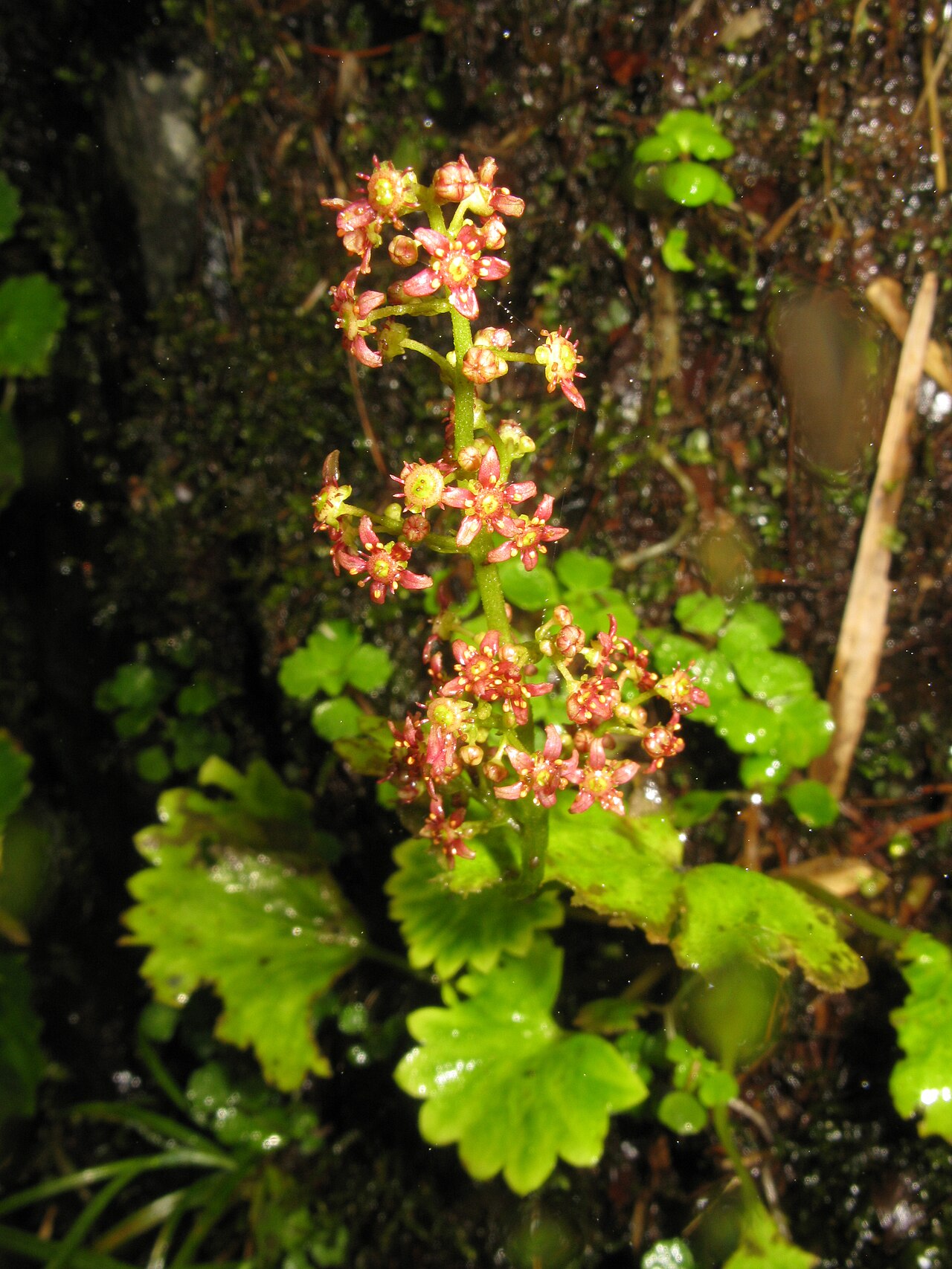 Micranthes fusca: Micranthes fusca var. kikubuki , Mount Nishi-Azuma, Fukushima pref., Japan