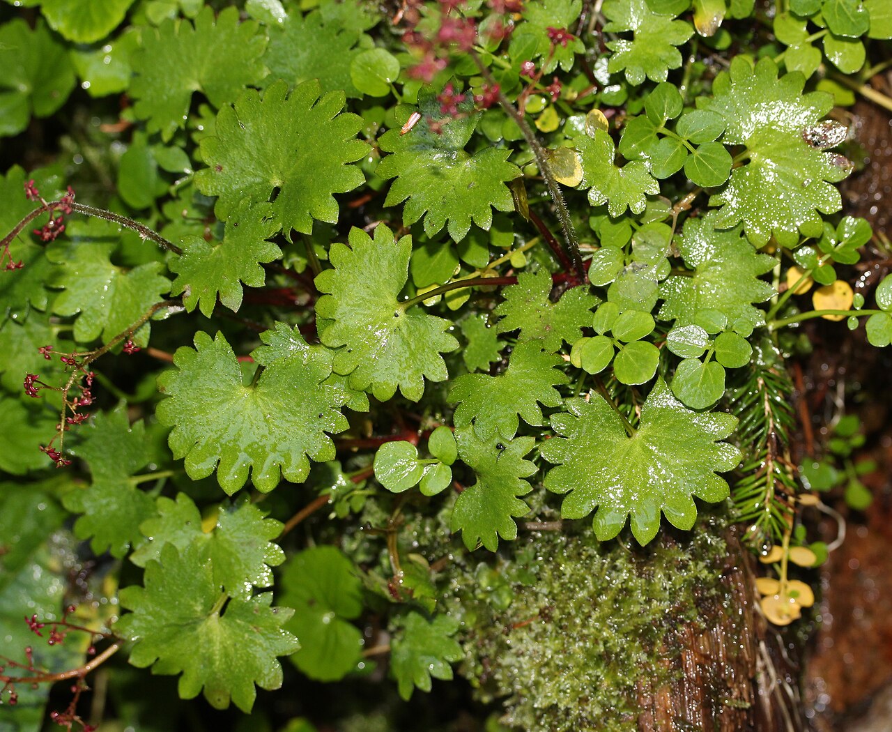 Micranthes fusca: Leaves of Micranthes fusca var. kikubuki , in Mount Kosumo, Ōkuwa, Nagano prefecture , Japan .