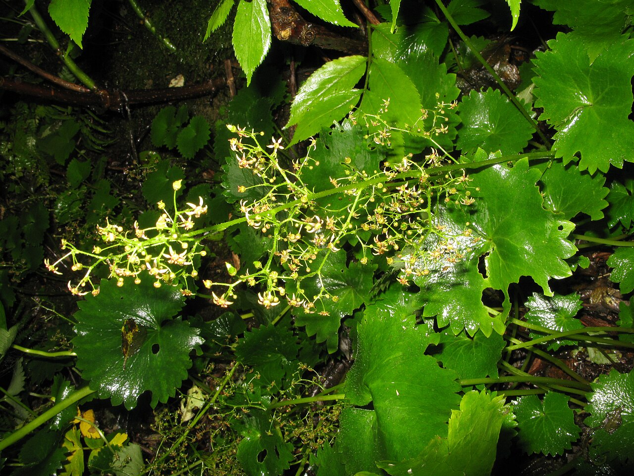Micranthes fusca: Micranthes fusca , Mount Chōkai, Yamagata pref., Japan