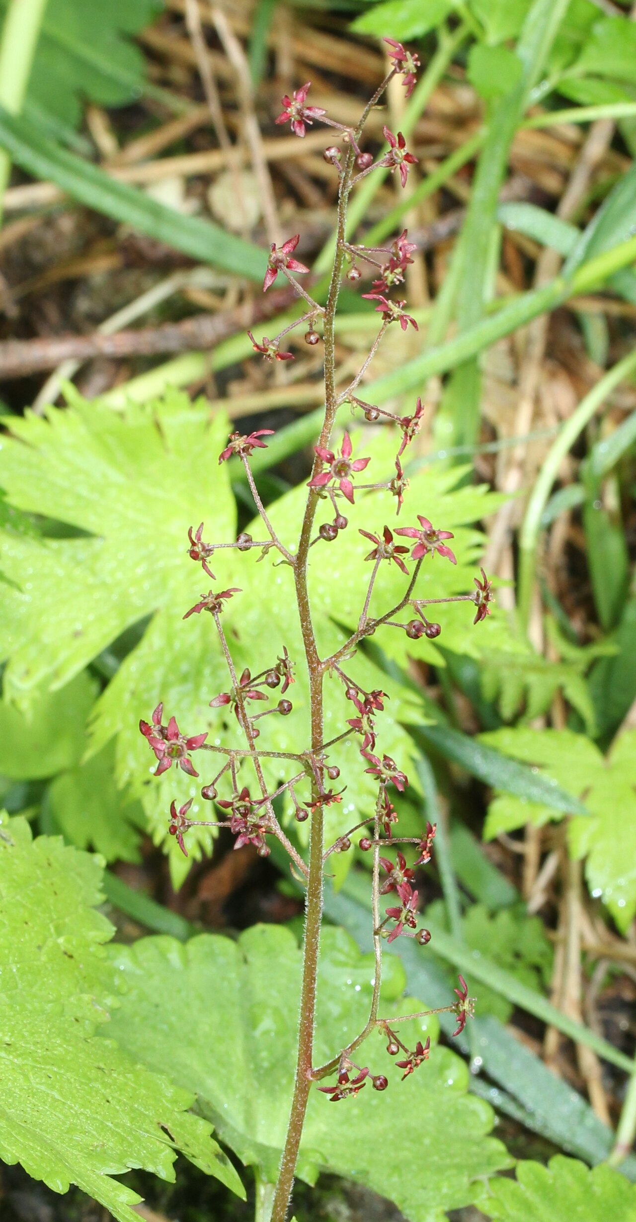 Micranthes fusca: Micranthes fusca var. kikubuki , in Mount Kisokoma , Kiso, Nagano prefecture , Japan .