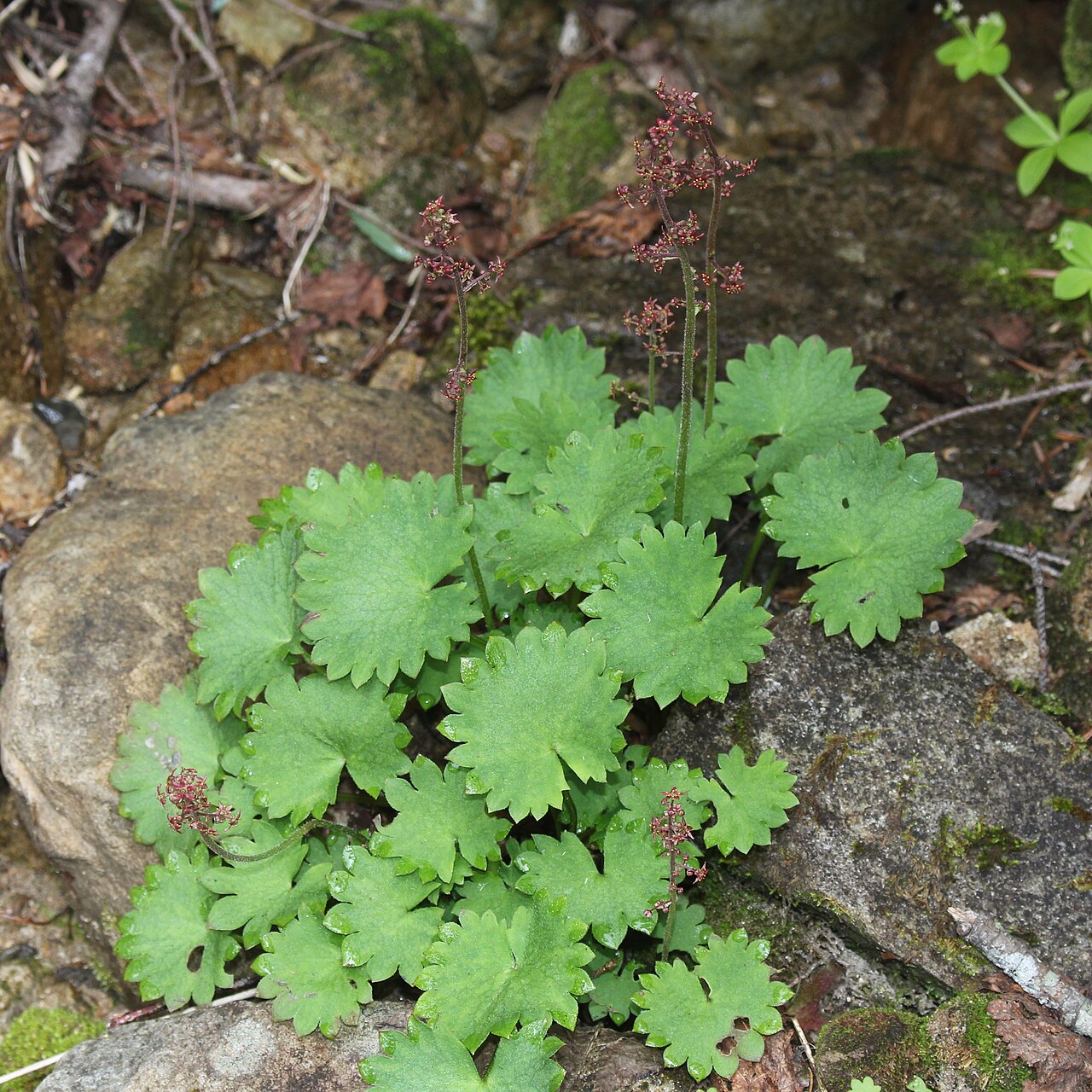 Micranthes fusca: Micranthes fusca var. kikubuki , in Mount Yakushi, Toyama city, Toyama prefecture, Japan.