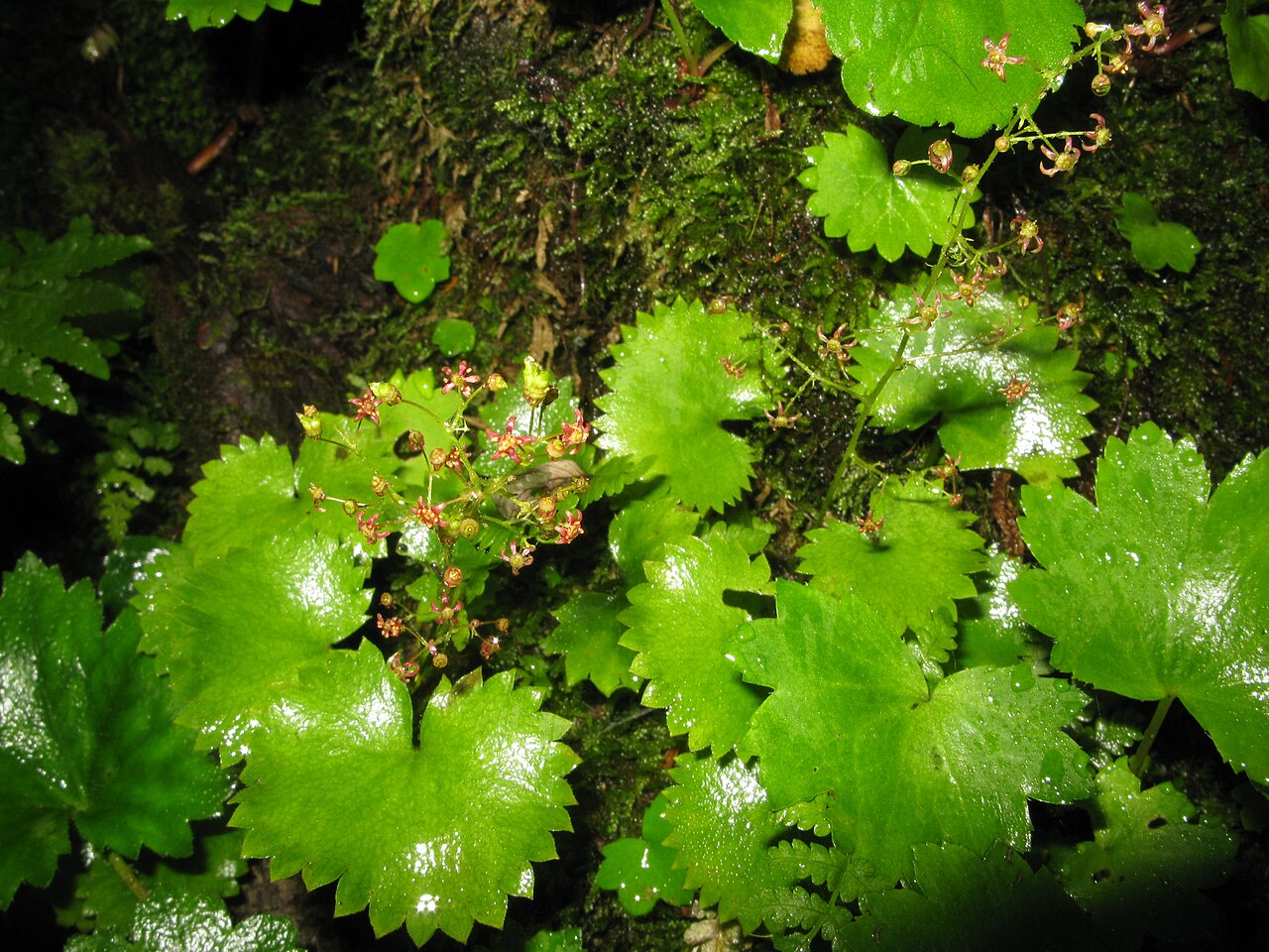 Micranthes fusca: Micranthes fusca , Mount Chōkai, Yamagata pref., Japan