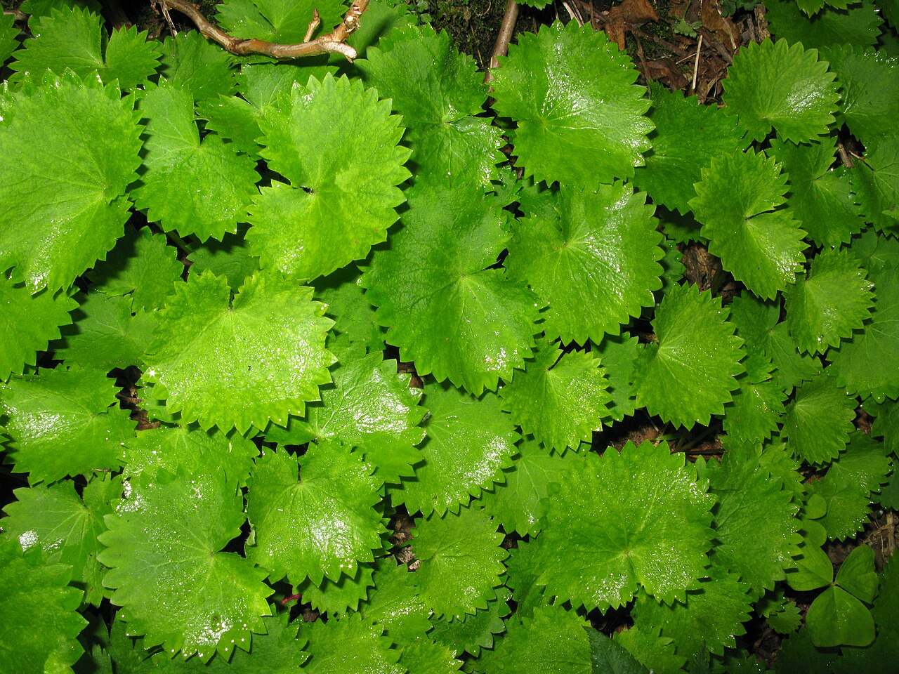 Micranthes fusca: Micranthes fusca , Mount Chōkai, Yamagata pref., Japan