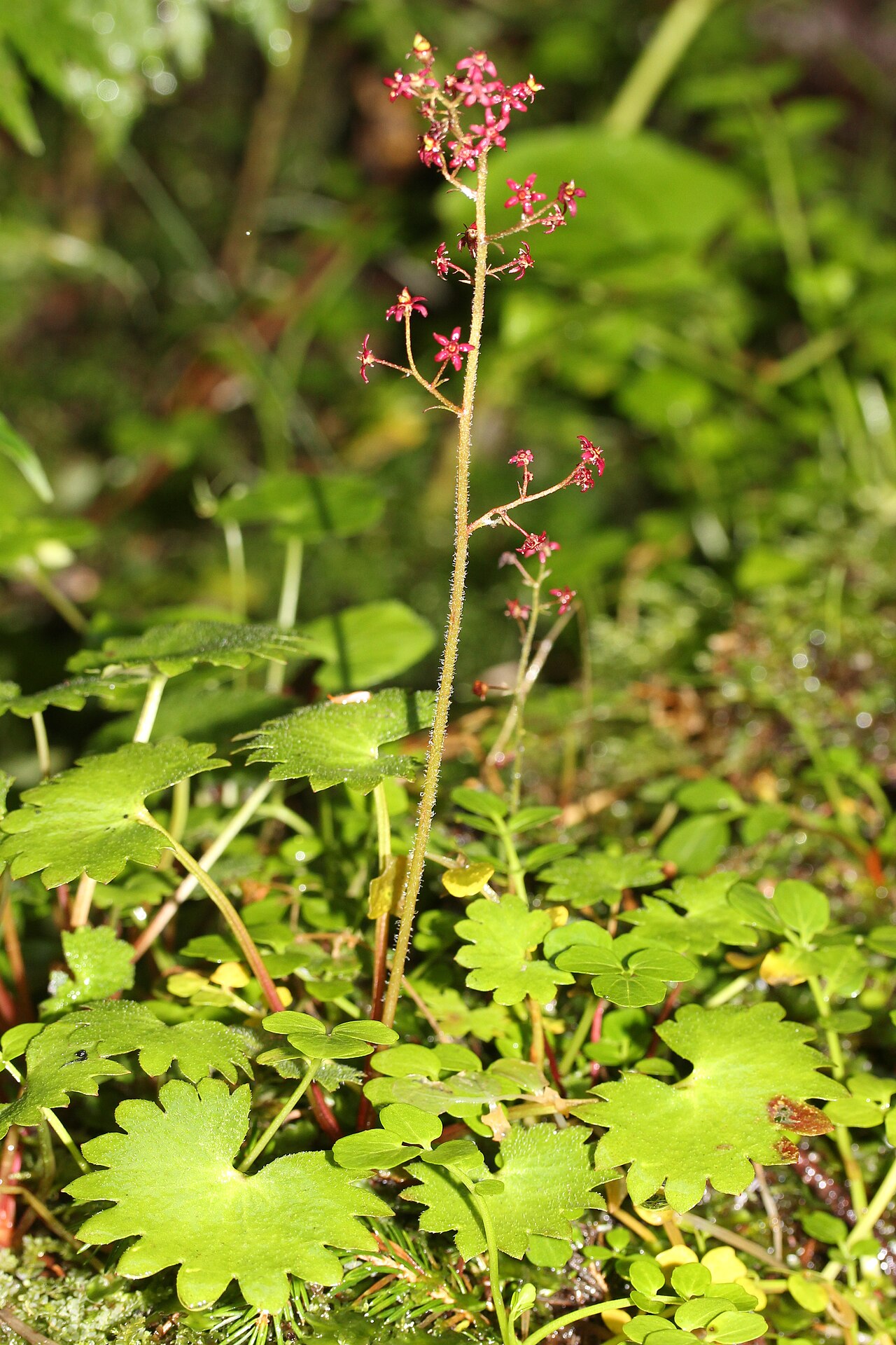 Micranthes fusca: Micranthes fusca var. kikubuki , in Mount Kosumo, Ōkuwa, Nagano prefecture , Japan .