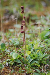 Micranthes hieraciifolia (Micranthes hieraciifolia)