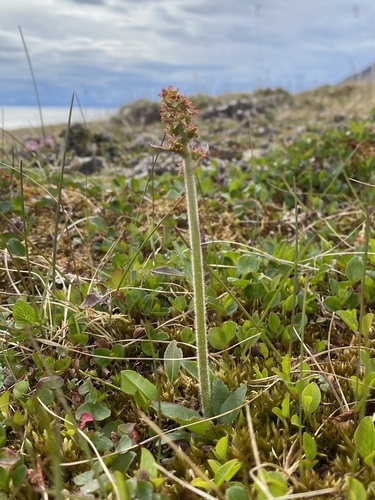 Micranthes hieraciifolia (Micranthes hieraciifolia)