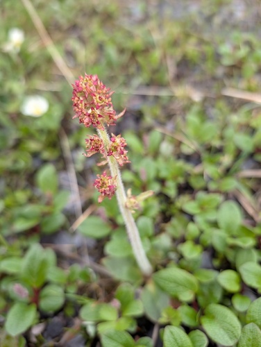 Micranthes hieraciifolia (Micranthes hieraciifolia)