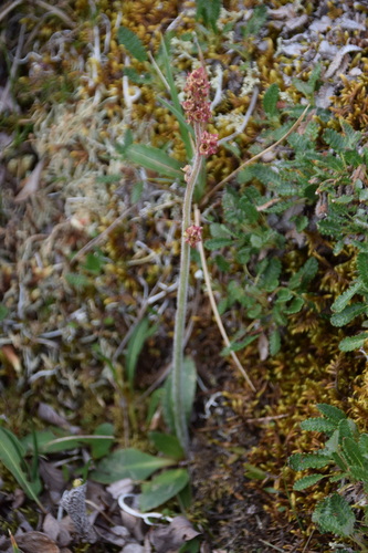 Micranthes hieraciifolia (Micranthes hieraciifolia)