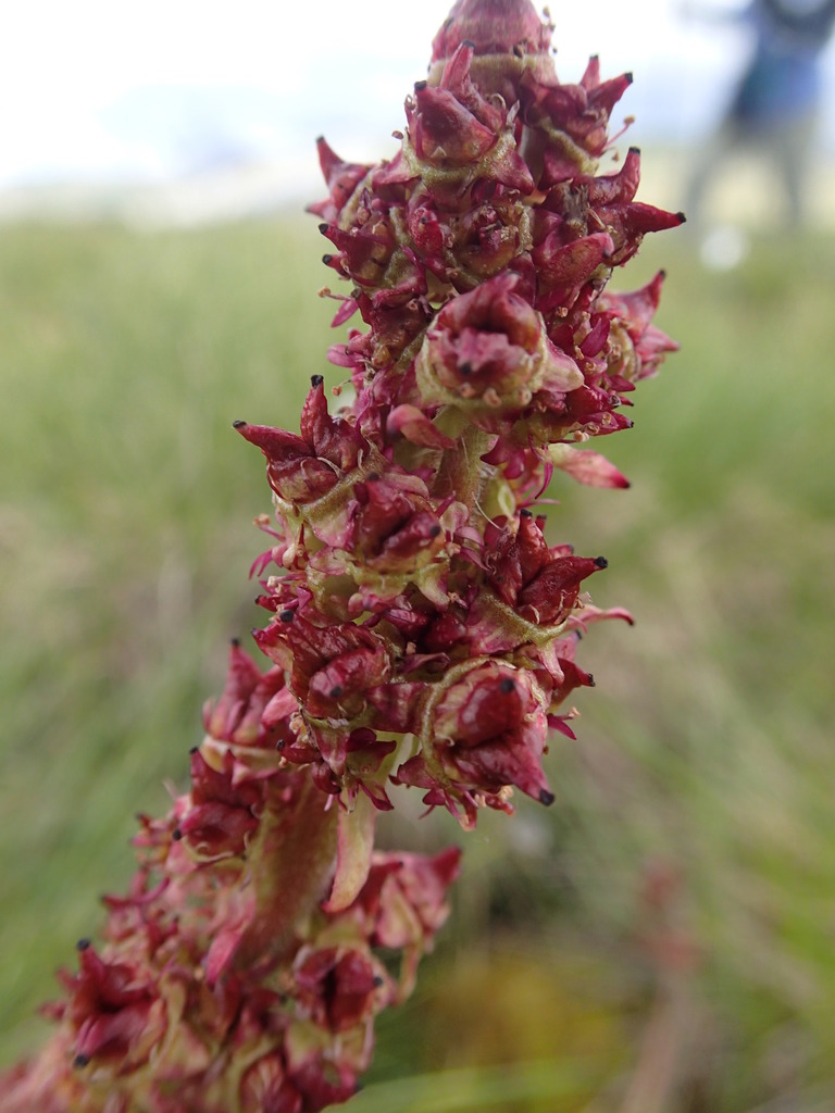 Micranthes hieraciifolia (Micranthes hieraciifolia)