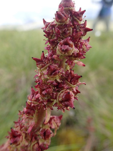 Micranthes hieraciifolia (Micranthes hieraciifolia)