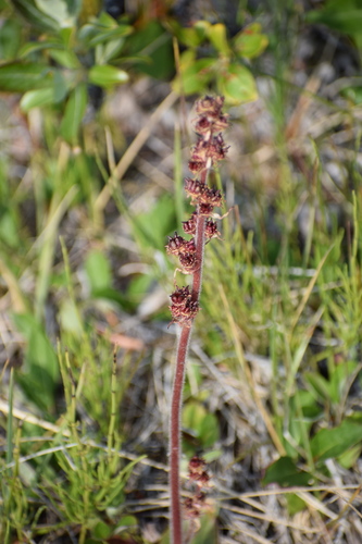 Micranthes hieraciifolia (Micranthes hieraciifolia)
