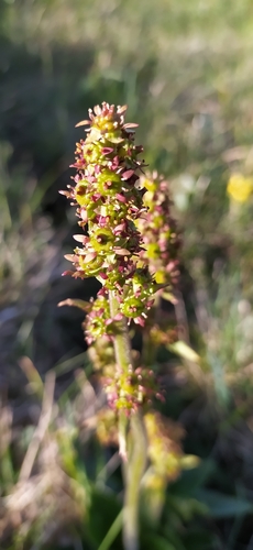 Micranthes hieraciifolia (Micranthes hieraciifolia)