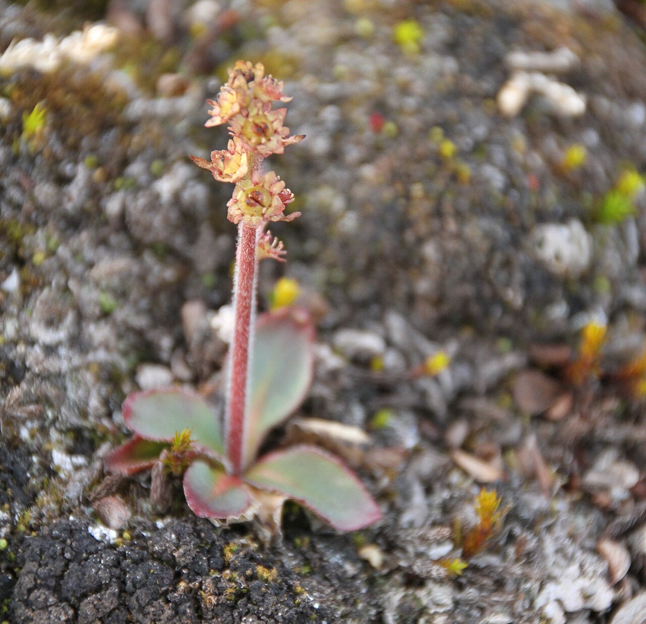 Micranthes hieraciifolia: Saxifrage flower observed at island of Spitsbergen, Svalbard (Norway). August,, 2012.