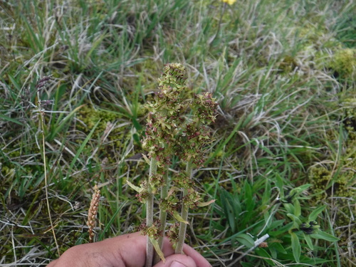 Micranthes hieraciifolia (Micranthes hieraciifolia)