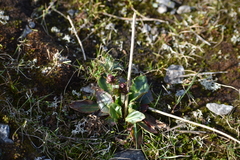 Micranthes hieraciifolia (Micranthes hieraciifolia)