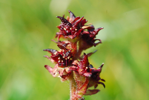 Micranthes hieraciifolia (Micranthes hieraciifolia)