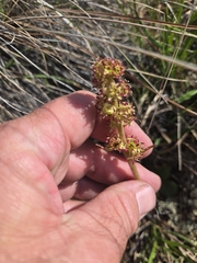 Micranthes hieraciifolia (Micranthes hieraciifolia)