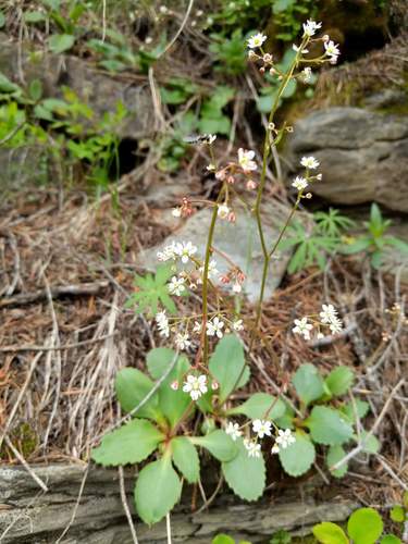 Micranthes idahoensis (Micranthes idahoensis)