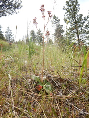 Micranthes idahoensis (Micranthes idahoensis)
