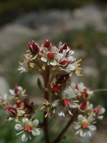 Micranthes idahoensis (Micranthes idahoensis)