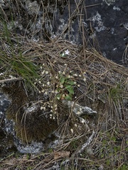 Micranthes idahoensis (Micranthes idahoensis)