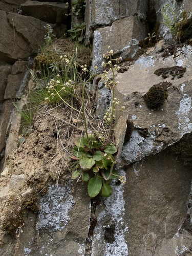 Micranthes idahoensis (Micranthes idahoensis)